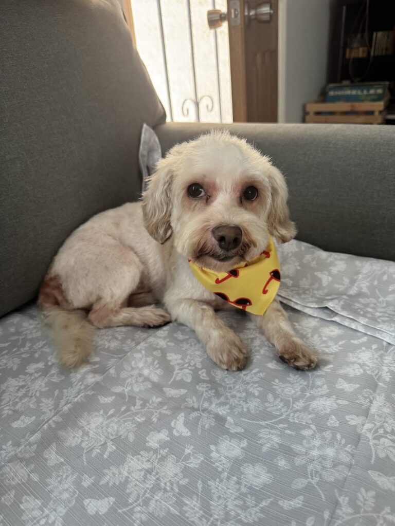 Allie & Paws – Dogs & Cats Grooming