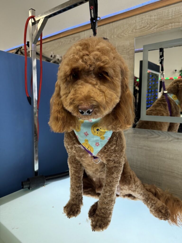 downey dog gromming salon
