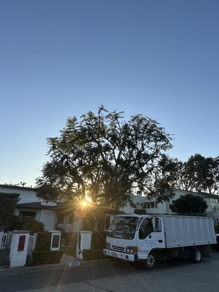 George’s Tree Services