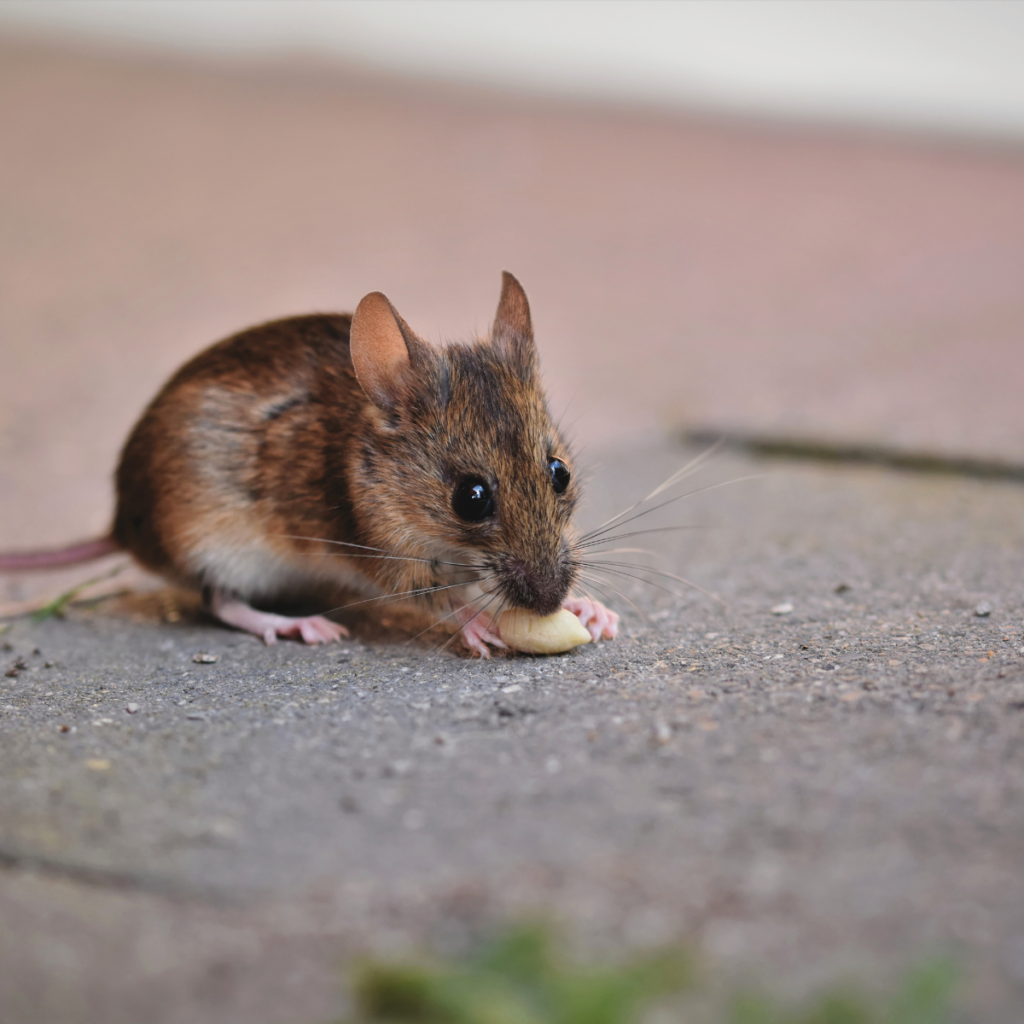 LA Rodent Exterminator & Proofing