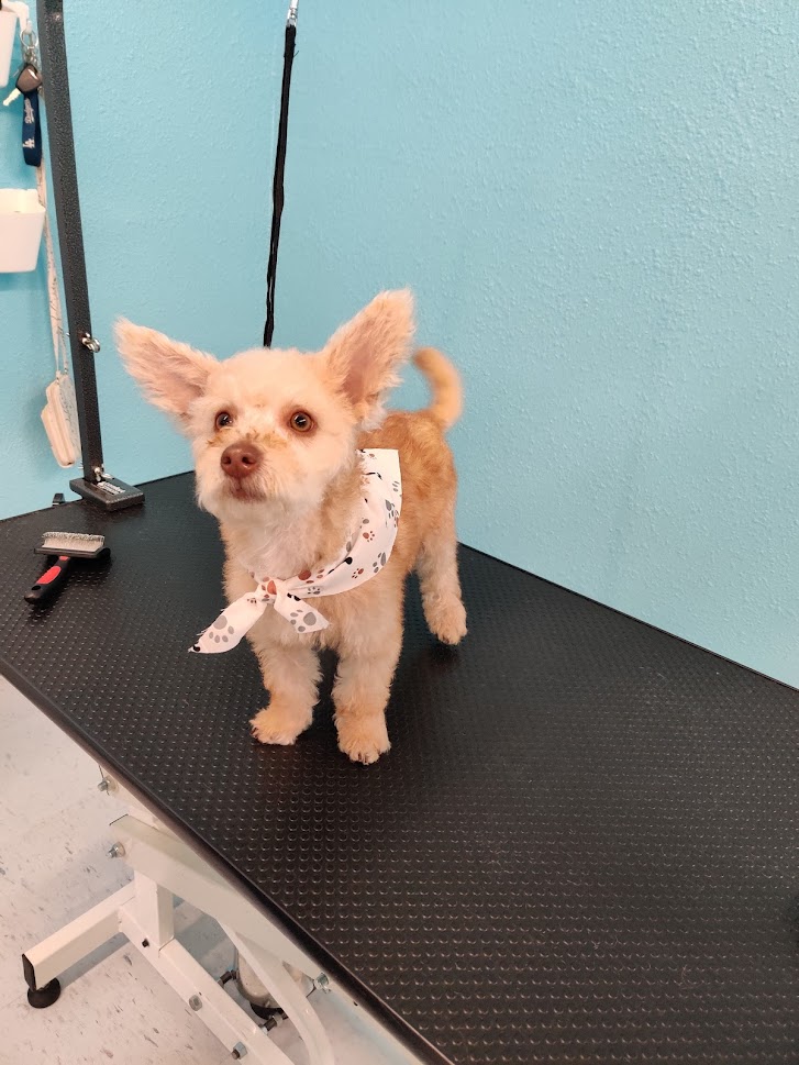 Toto’s Dog Wash Self-Serve + Grooming